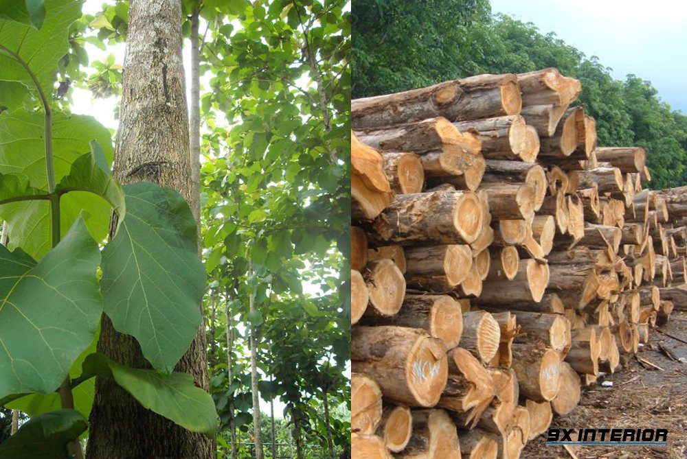 Vòng đời của cây gỗ tếch từ ươm mầm đến thu hoạch kéo dài từ 10-11 năm