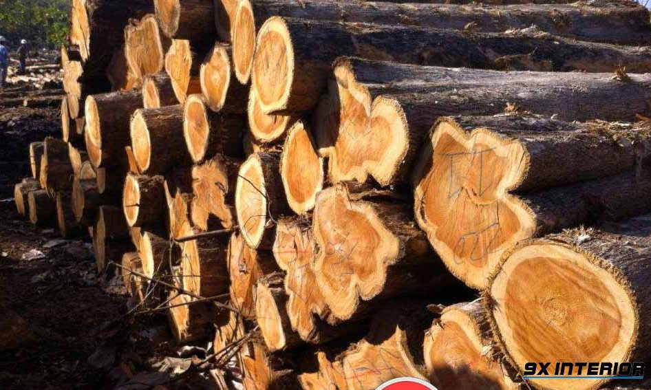 Gỗ Tếch được đánh giá cao về chất lượng, độ bền cũng như khả năng kháng sâu tự nhiên mà ít dòng gỗ khác có đuọcw