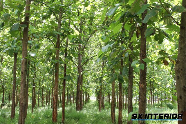 Ở Việt Nam loài cây gỗ tếch đã trở thành một loài cây trồng khá thông dụng ở nhiều tỉnh