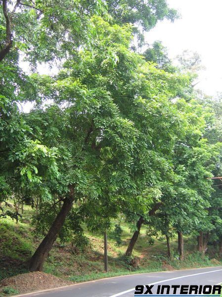 Căm xe là một loại cây phát triển chậm, ưa sáng, rụng lá về mùa khô, phân bố chủ yếu trong rừng nguyên sinh hoặc bán nguyên sinh
