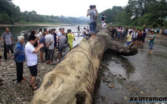 Một đoạn gỗ lũa được người dân tìm thấy tại hạ lưu sông Đáy