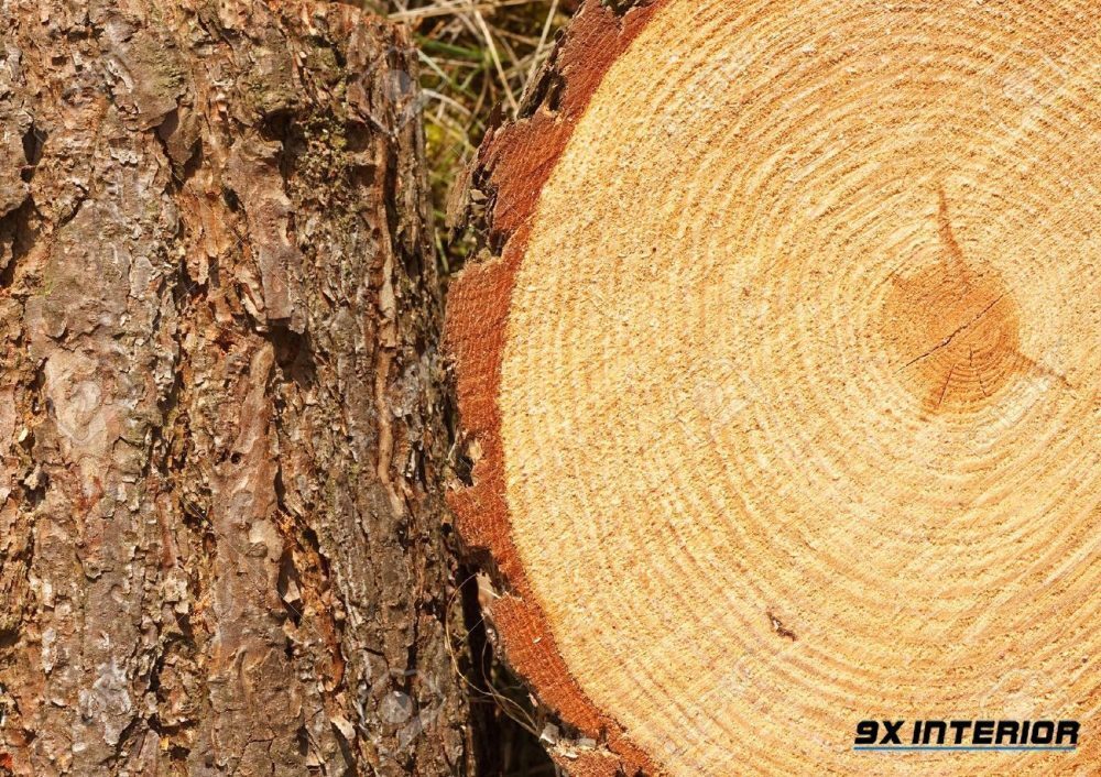 Nhựa thông vẫn còn lại trong gỗ để ngăn côn trùng  phá hoại và kháng sâu tự nhiên. Bên ngoài lớp bỏ khá bền và được lớp nhựa gỗ bảo vệ.